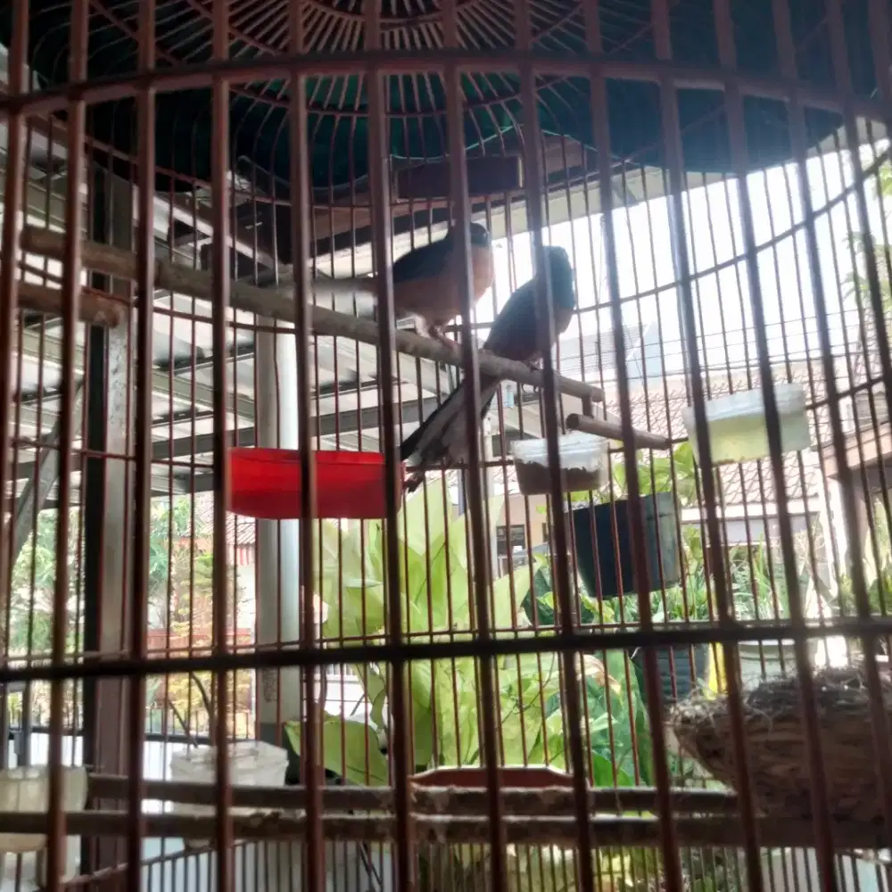 Burung murai sepasang ples kandang no 1 dan krodong,2,7 JT nego
