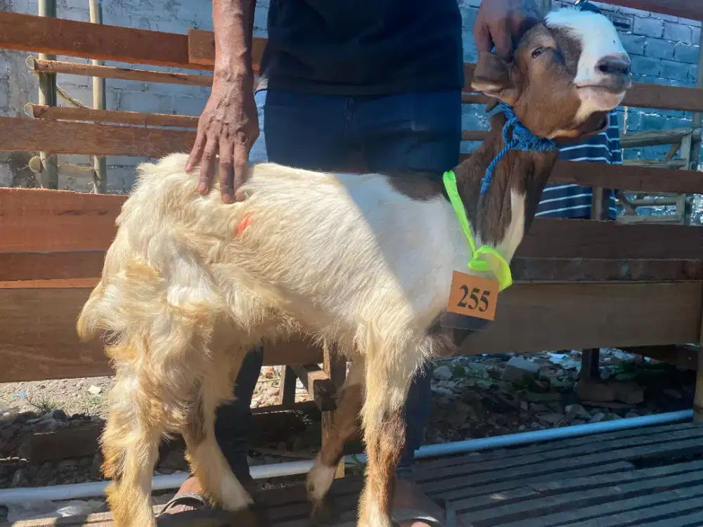 Kambing Kurban Surabaya
