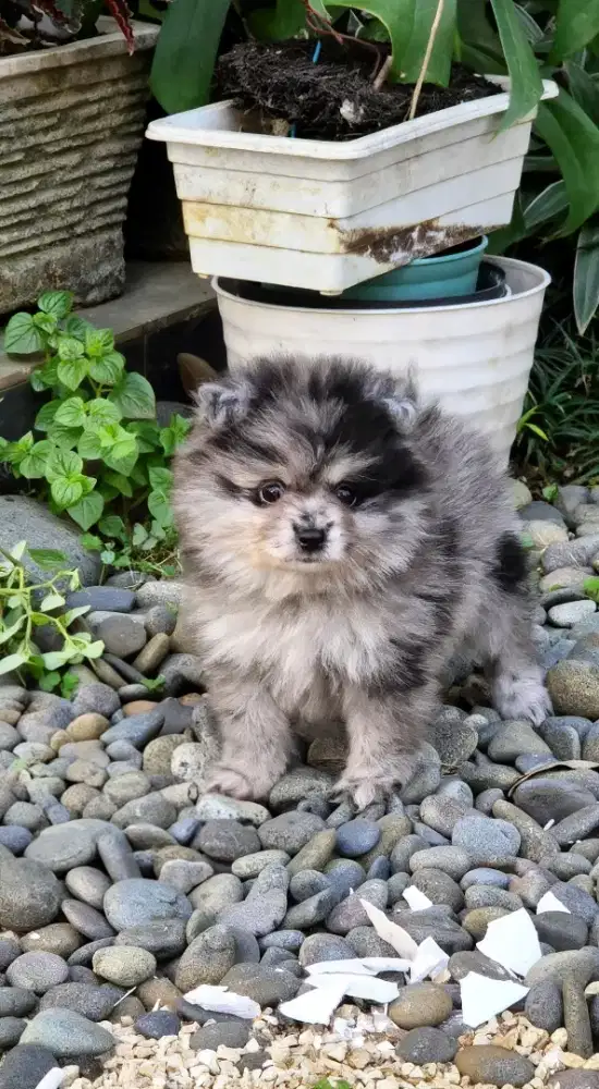 Minipom 2 bulan Jantan & Betina
