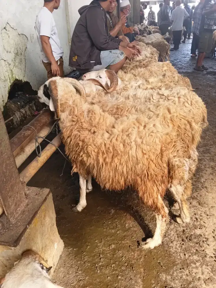 Domba yang berkelas gemuk