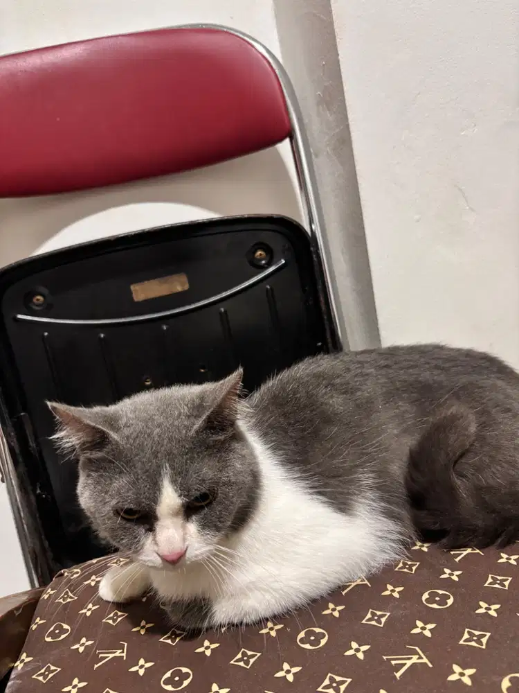 Open Adop kucing jantan
