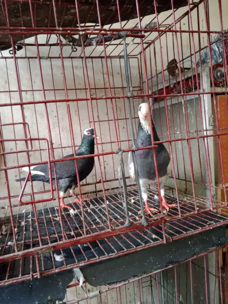 burung dara sepasang disrengseng sawah