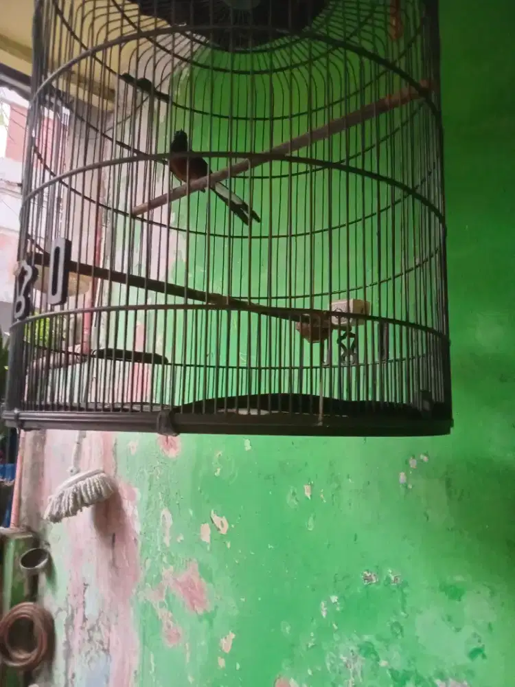 Jual Burung Muray muda hutan