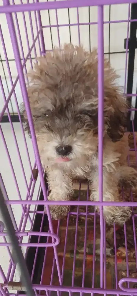 Anak Anjing Poodle
