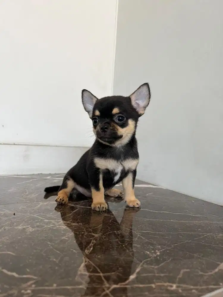 Chihuahua black tan betina