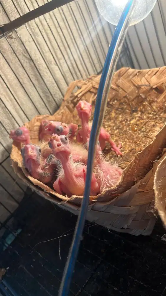 Baby falk/ parkit australi