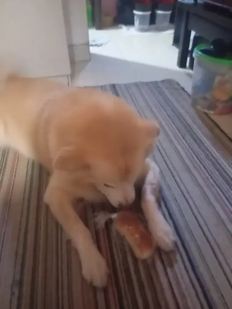 Di cari adopsi pecinta doggy