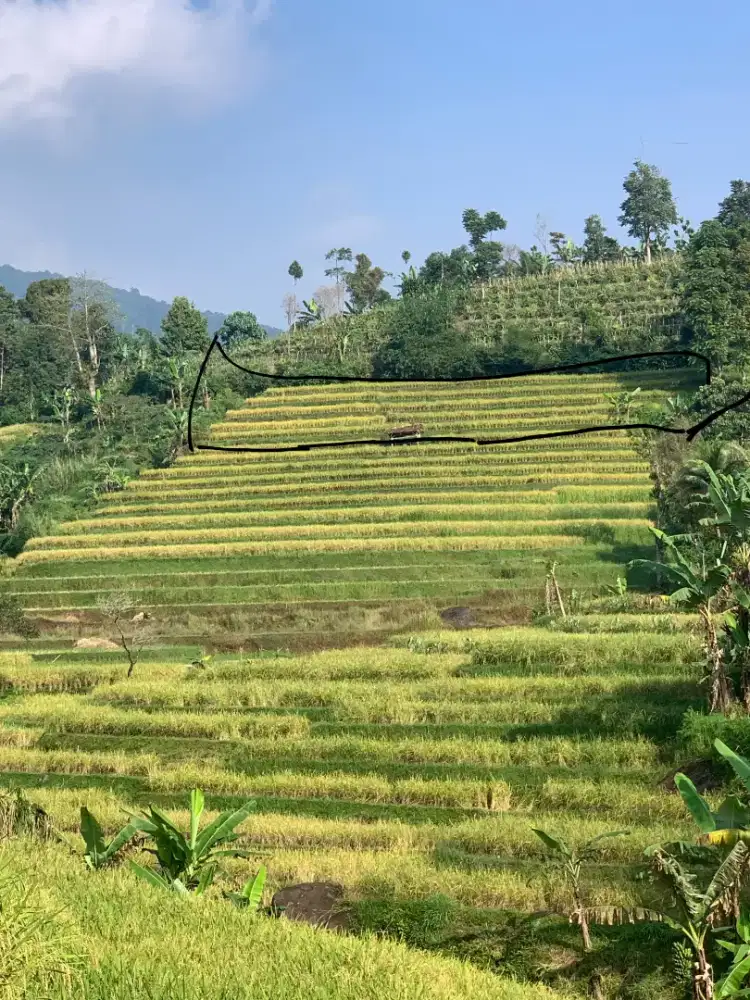 Di jual sawah 700meter