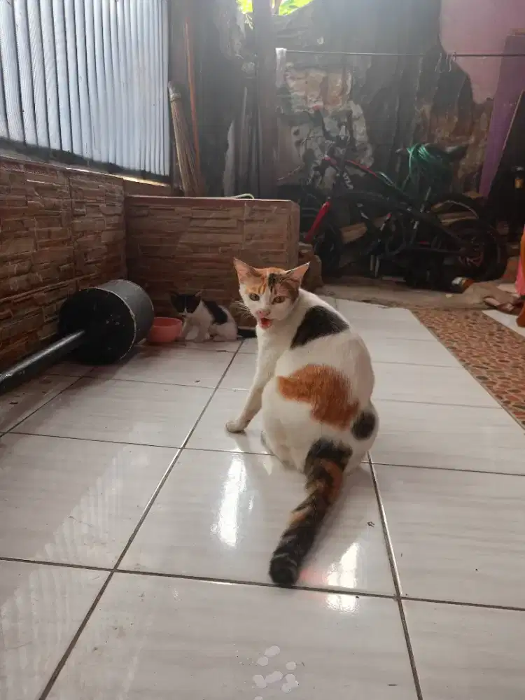 Kucing cantik si cimoy