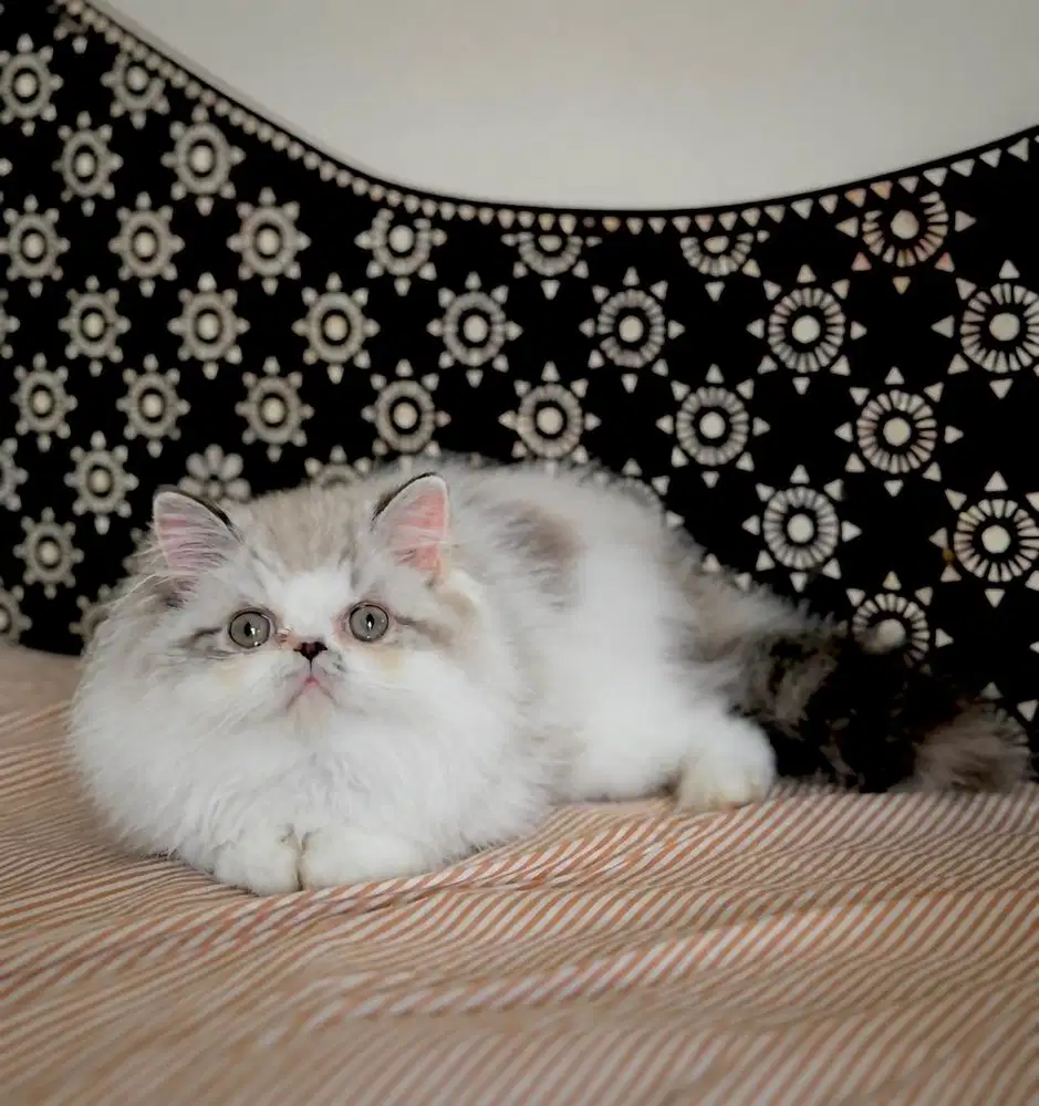 Kucing paknose persia dan exo