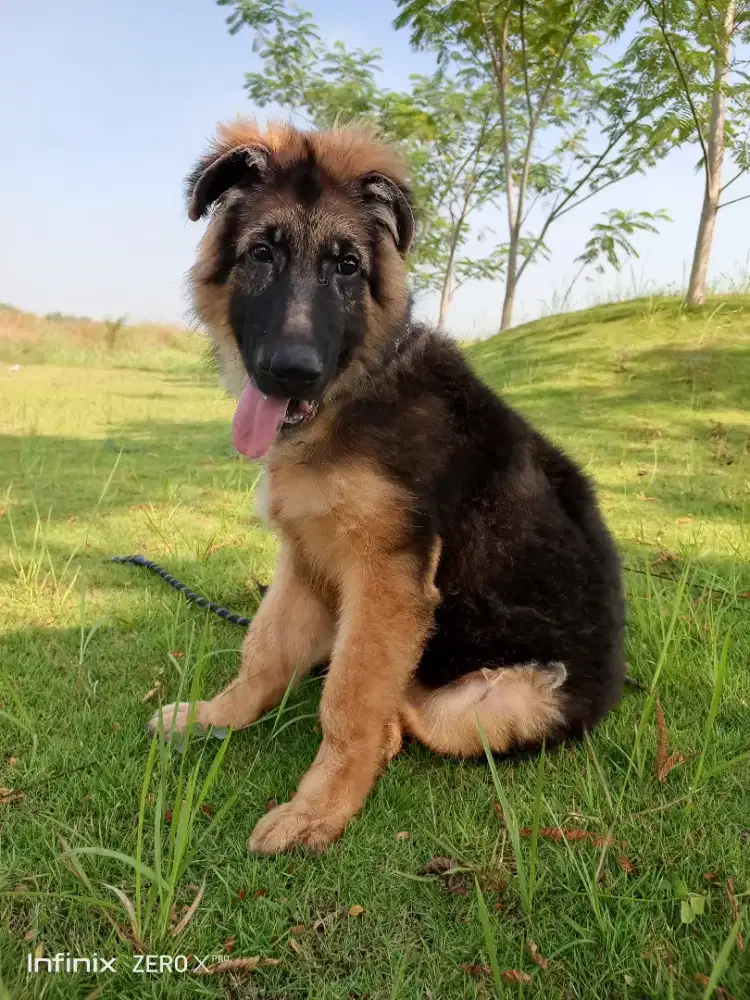 Anjing Herder German Shepherd Stb umur 4 bulan, Long hair, Bongsor
