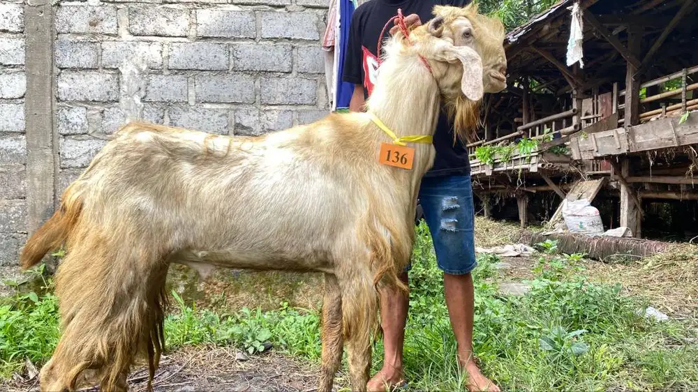 Jual Kambing Qurban Sidoarjo Surabaya Free Biaya Jagal