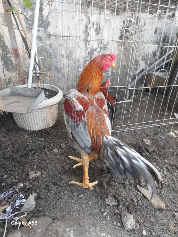 Ayam Bangkok Selatan