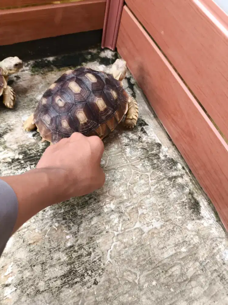 JUAL KURA KURA SULCATA_11cm, 12cm, 14cm, 16cm