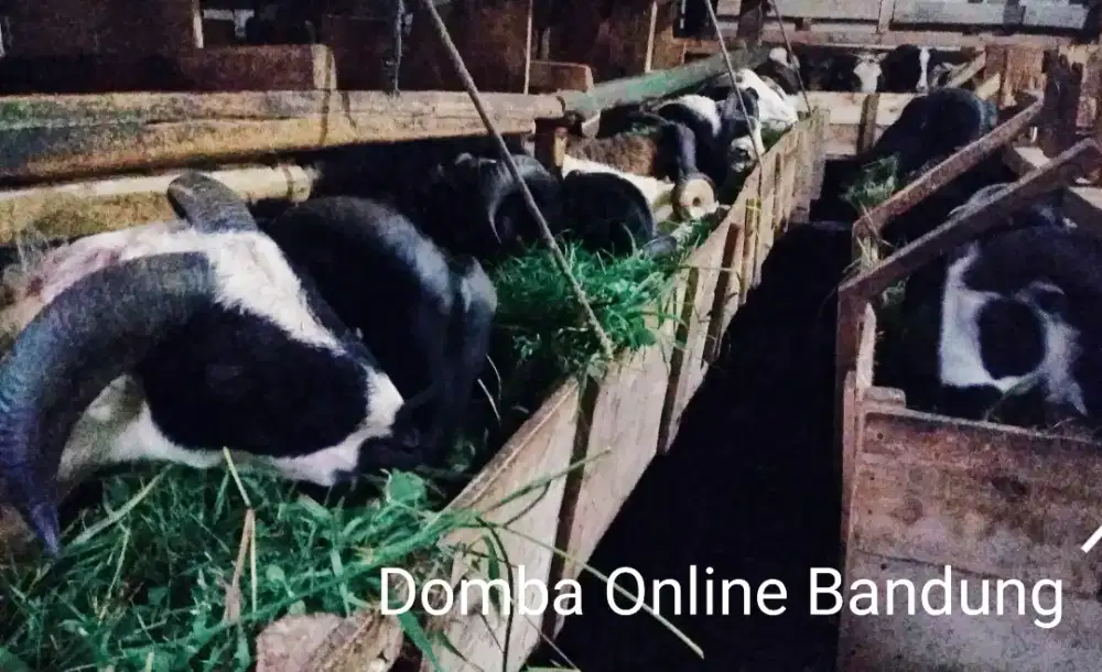 Domba Kurban Amanah