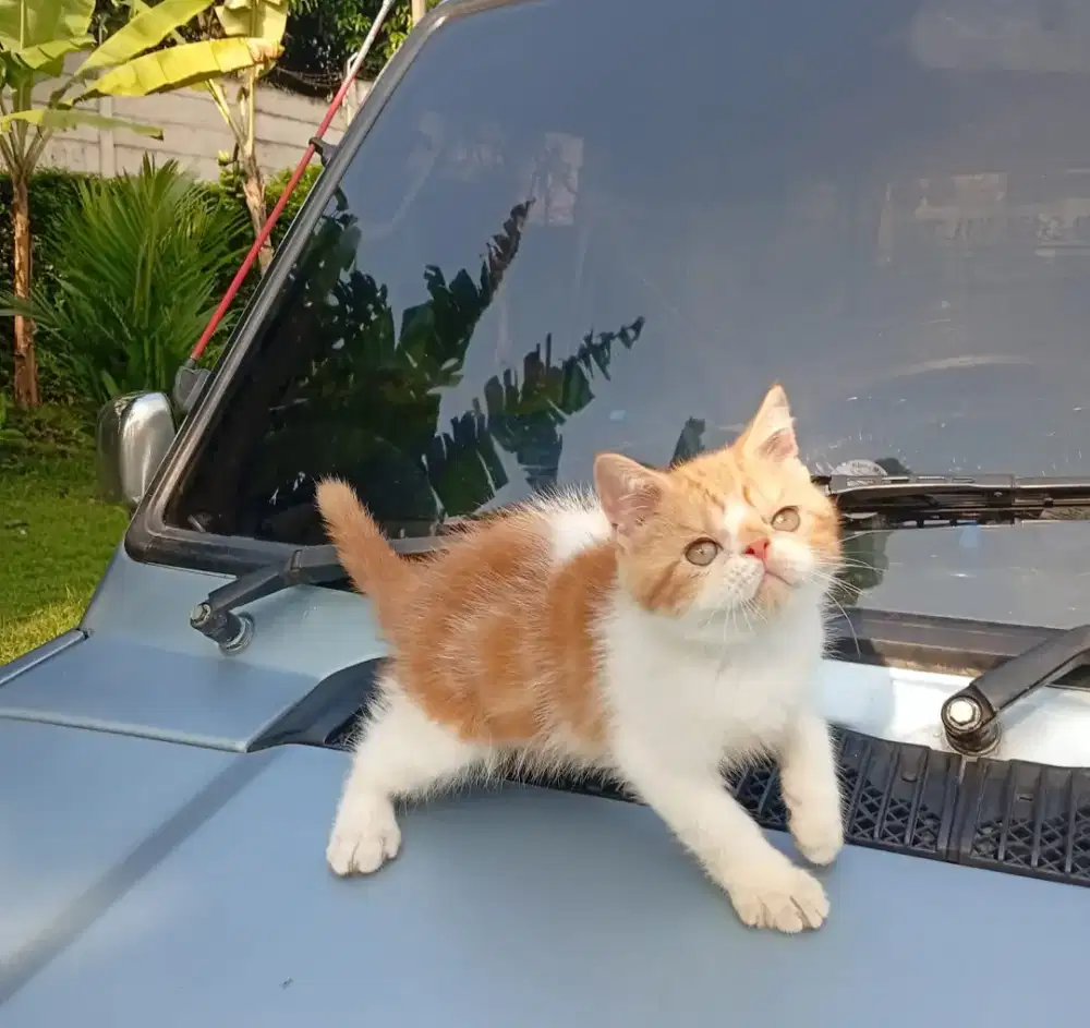 Kucing shorthair