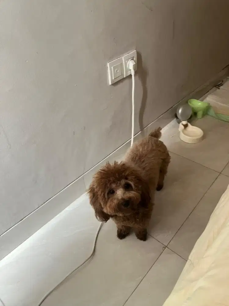 PACAK POODLE BETINA