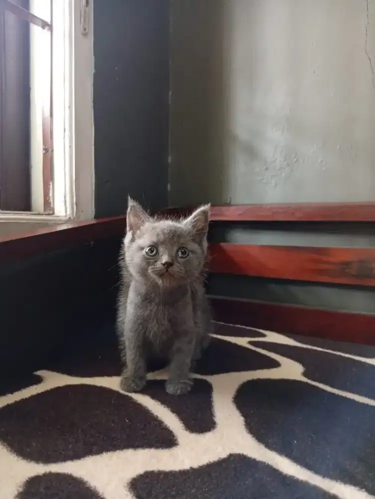 Kucing shorthair