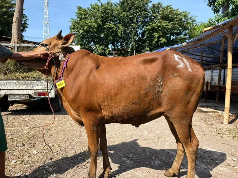 Sapi Qurban Sidoarjo 2026 - Harga Kandang Free Ongkir Surabaya
