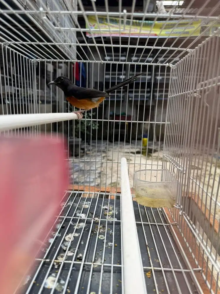 Murai Batu Betina siapan Bagus Sehat Aktif