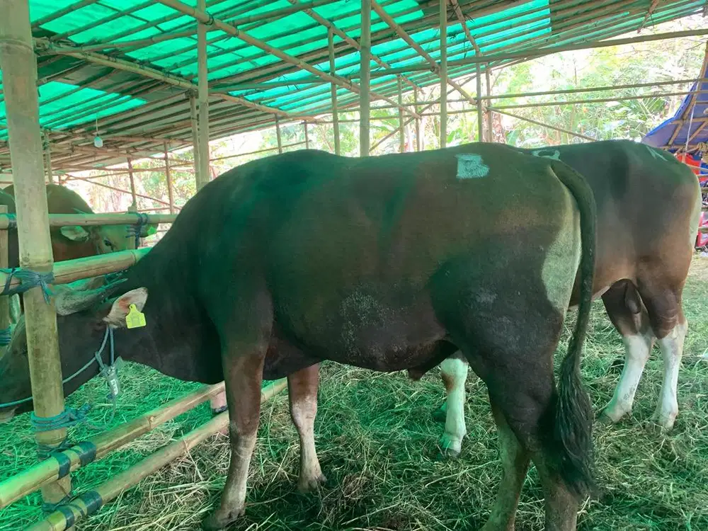 Hewan Sapi Qurban