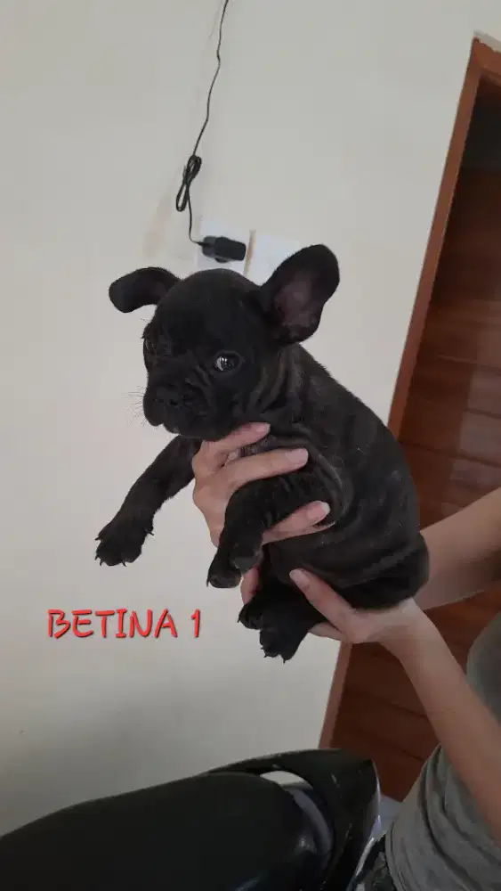 French bulldog / frenchie jantan dan betina stb