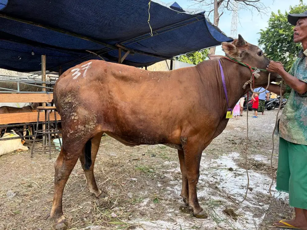 Sapi Qurban Mulai 12 Juta - Ready Stok Sidoarjo Surabaya