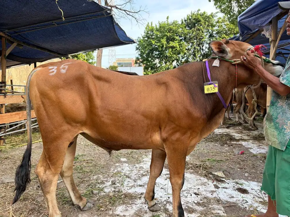 Sapi Qurban Murah Surabaya - Promo Gratis Biaya Sembelih