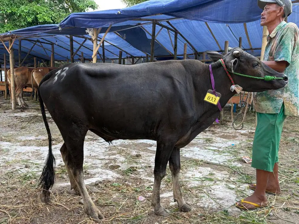 Sapi Qurban Ekonomis Surabaya - Mulai 12 Juta Terima Beres