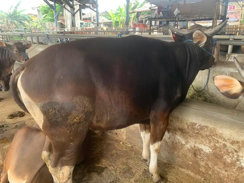 Hewan Qurban Sapi Bali