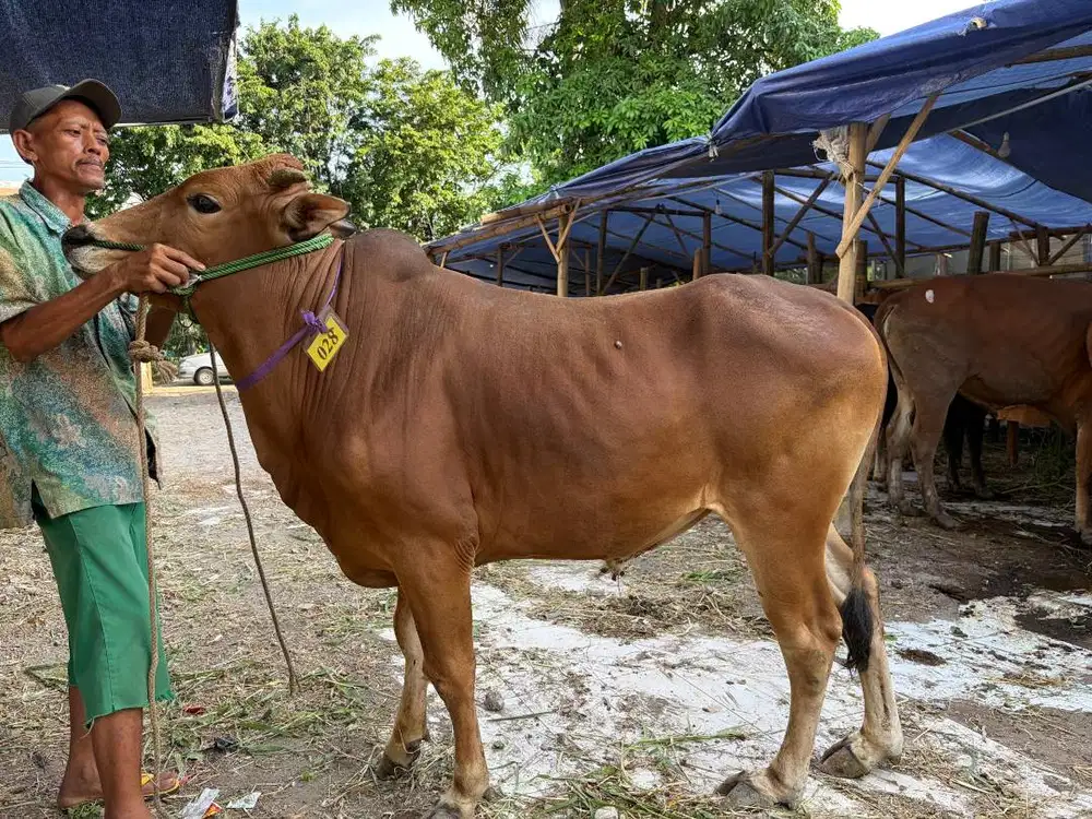 Jual Sapi Qurban Harga Peternak Sidoarjo - Gratis Ongkir