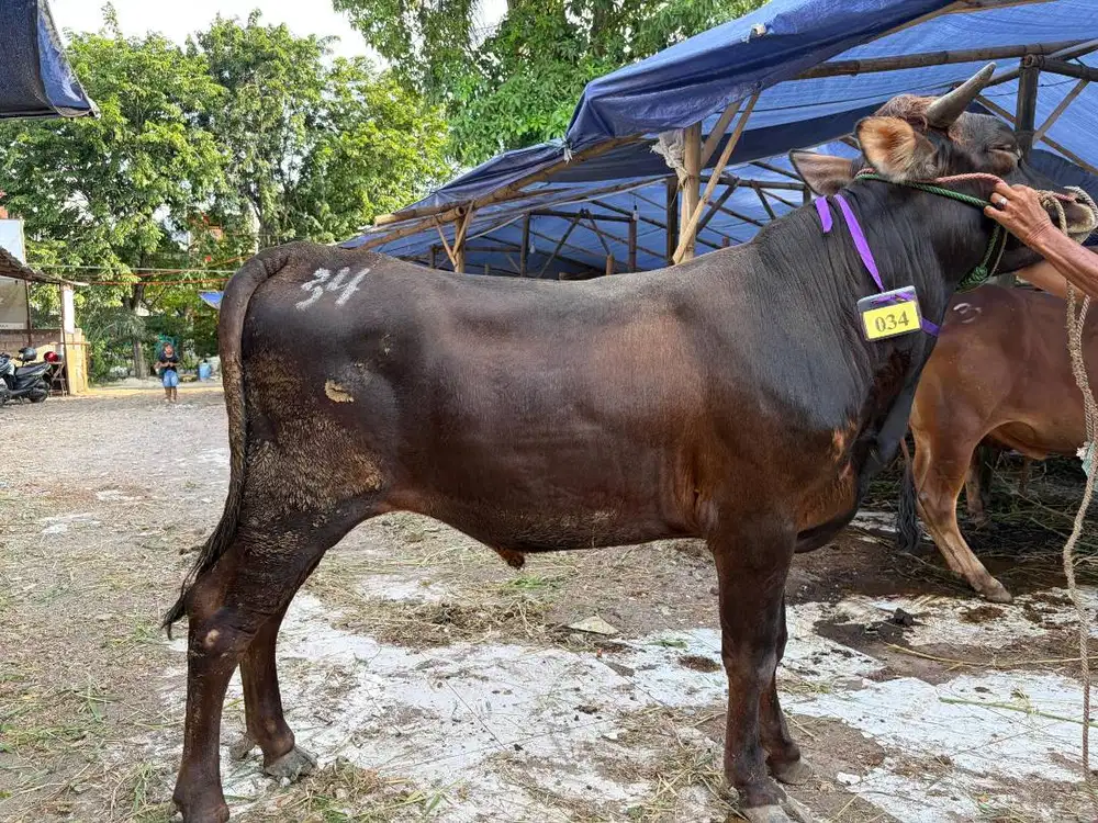 Sapi Qurban Jumbo Sidoarjo - Kualitas Super Free Biaya Jagal