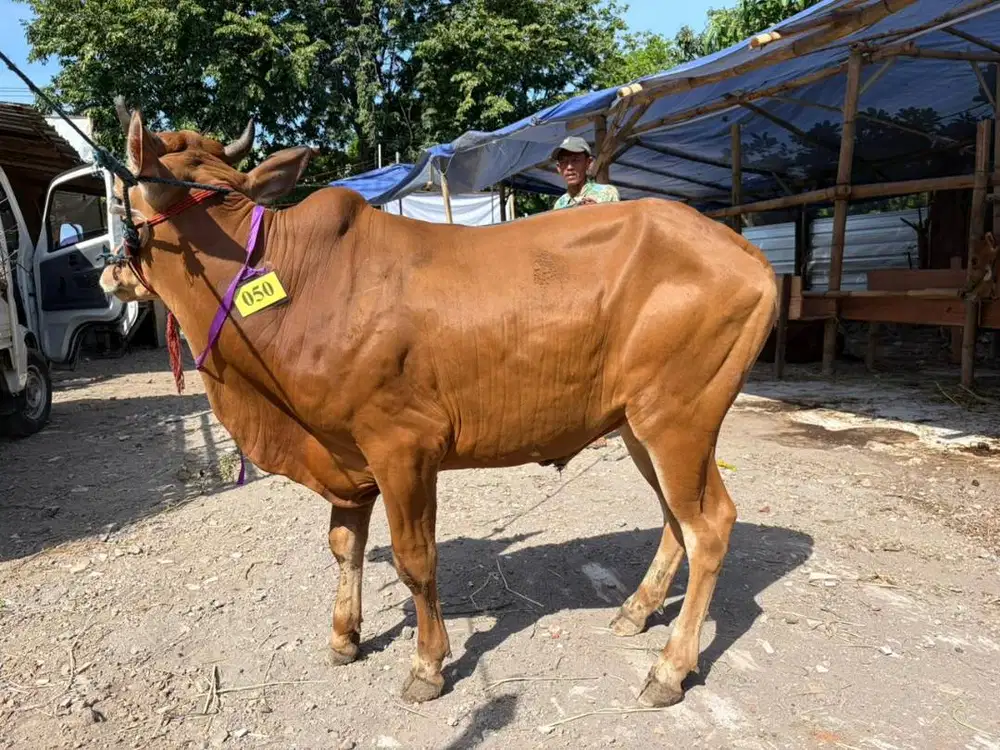 Hewan Qurban Bergaransi Sehat - Kirim Surabaya Sidoarjo