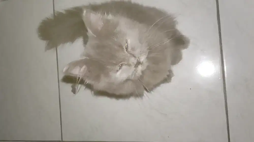 Kitten Persia cewek usia 3 bulanan.