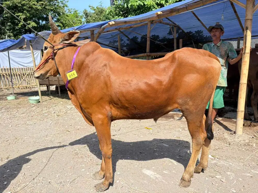 Sapi Qurban Sidoarjo Surabaya - Bobot Jumbo Jaminan Puas - Gratis