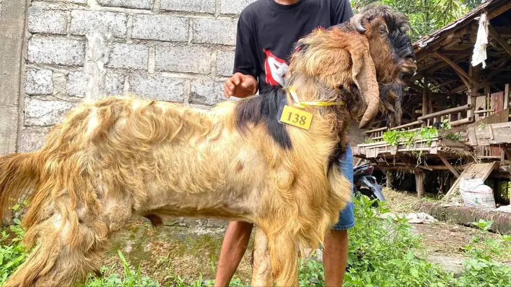 Jual Kambing Ettawa Qurban Sidoarjo Surabaya