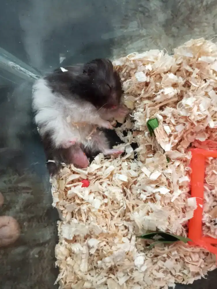hamster syrian jantan