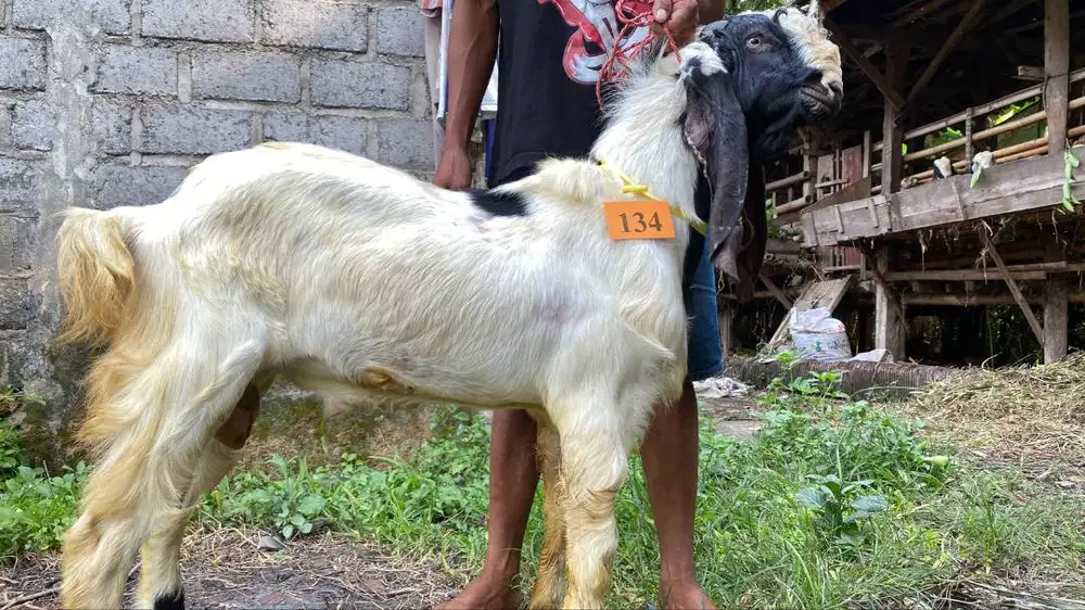 Kambing Qurban Super Surabaya Sidoarjo - Gemuk Sehat Cukup Umur