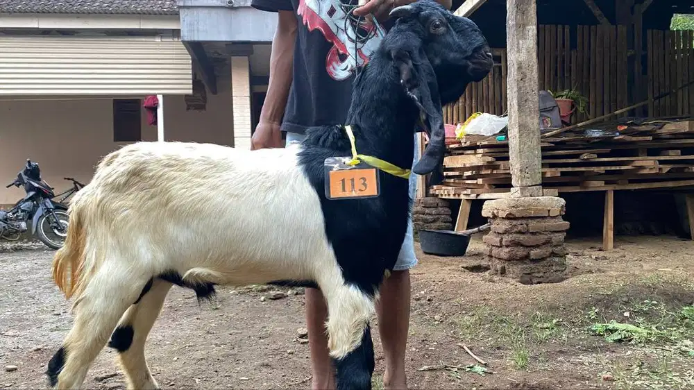 Kambing Qurban Termurah Sidoarjo Surabaya - Jaminan Sehat