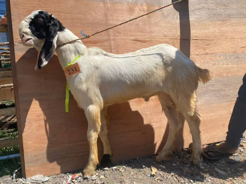 Kambing Qurban Sidoarjo Murah - Stok Terbatas Harga Promo