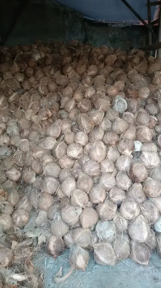Kelapa tua santan
