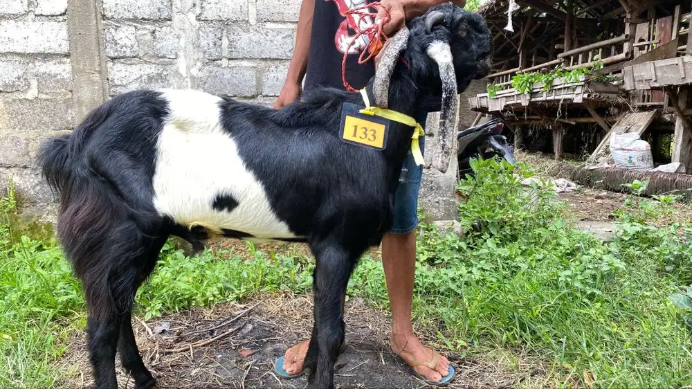 Kambing Qurban Sidoarjo Murah - Stok Terbatas Harga Promo