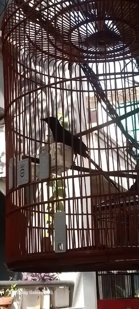 Burung murai gacor