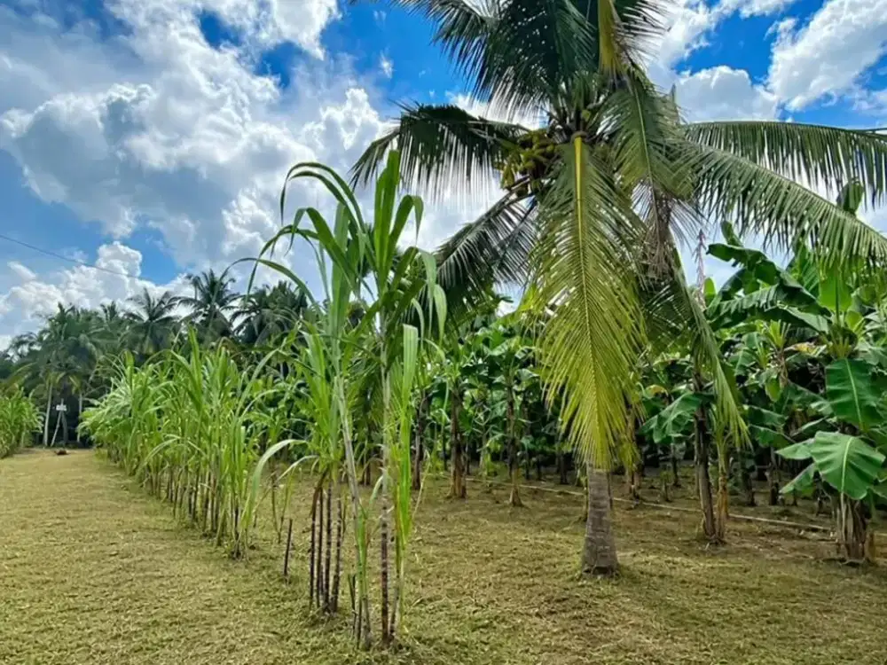 Kaplingan 2,2 Tumbuk Selincah Kota Jambi