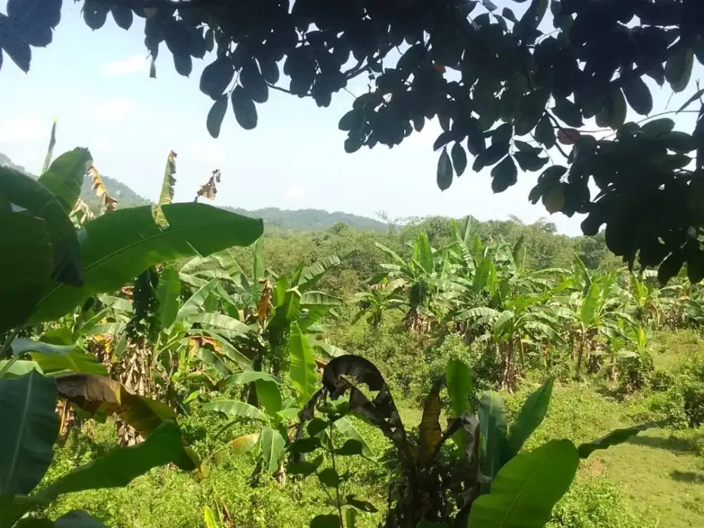 Dijual Paket Lahan Produktif Manggis & Pisang di Desa Wirajaya, Jasinga