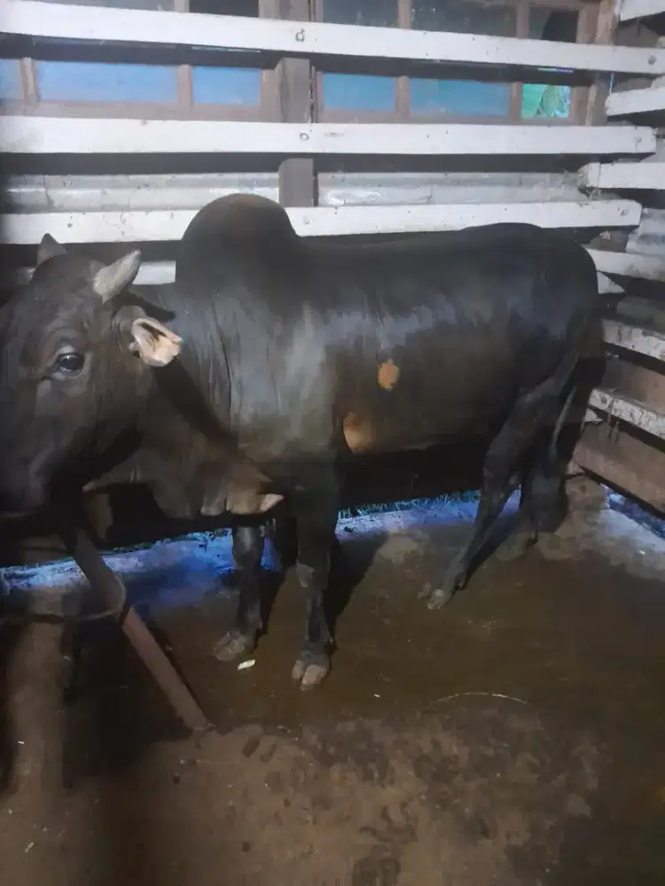 Sapi untuk qurban
