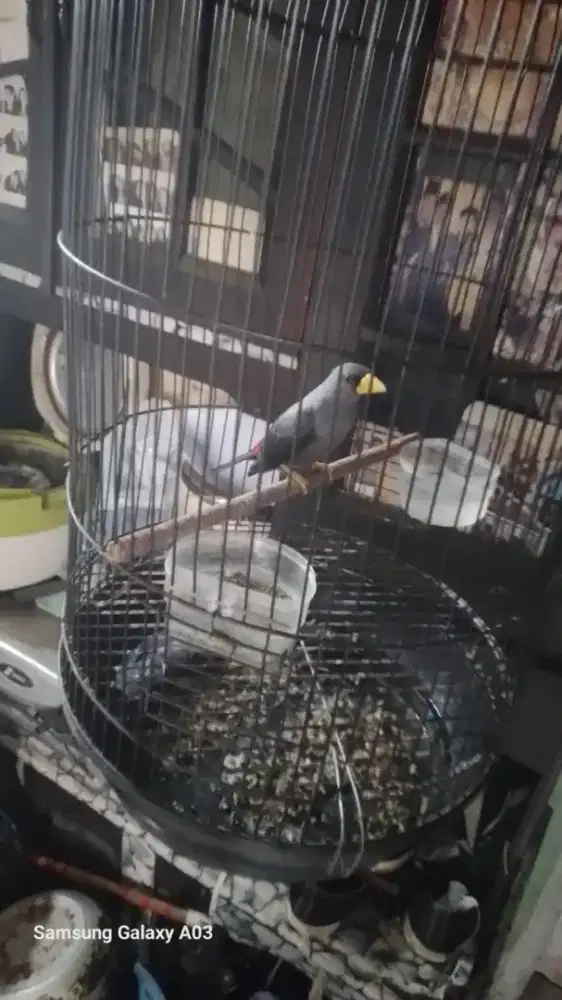 Burung rio2 udah Pur total