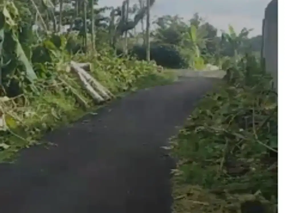 Tanah Pinggir Jalan Dekat Kampus IPB Dramaga Bogor Cocok Kosan, Kebun Dan Villa
