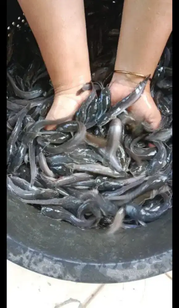 Bibit ikan lele ukuran 7-8cm paket isi 100 e