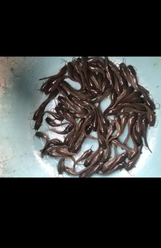 bibit ikan lele ukuran 6-7cm paket isi 100 e